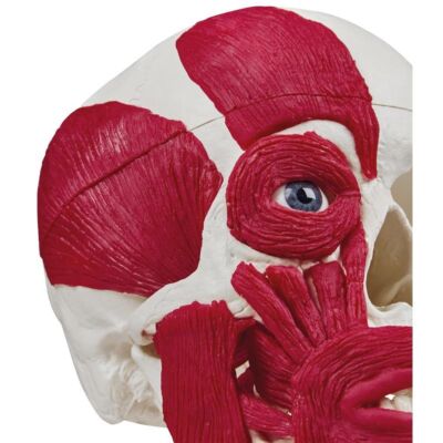 Schädel mit Muskulatur