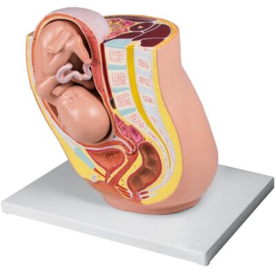 Schwangerschaftsbecken mit Fetus 32. Schwangerschaftswoche