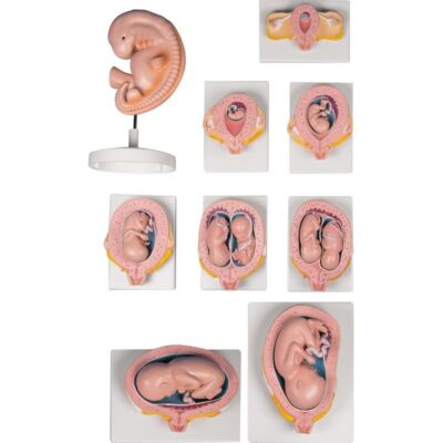 Schwangerschaftsserie 9 Modelle