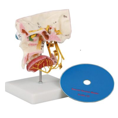 Sinnesorgane 2-teilig