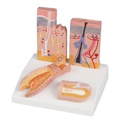 Tischmodell Haut-Haar-Nagel