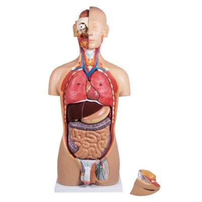 Torso mit geöffnetem Rücken 27-teilig