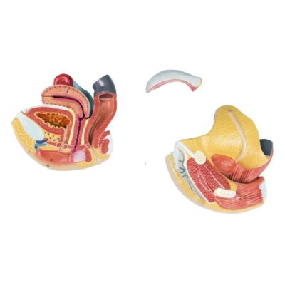 Weibliche Geschlechtsorgane 4-teilig