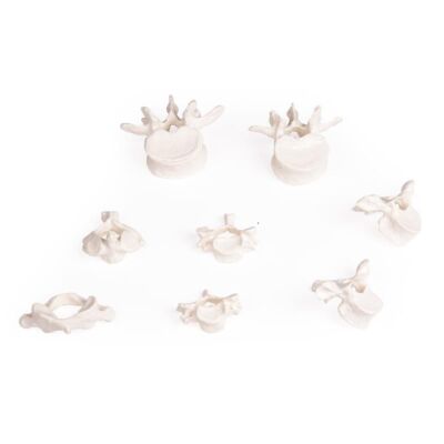 Wirbelsammlung 8 Wirbel