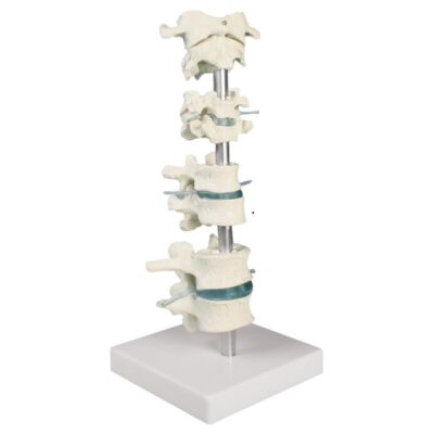 Wirbelsammlung, 8 Wirbel, mit Stativ