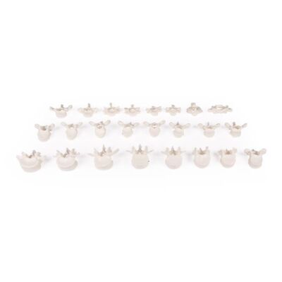 Wirbelsäule lose auf Gummi aufgesteckt