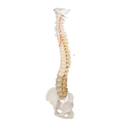 Wirbelsäule mit Becken und Wirbel didaktisch gefärbt