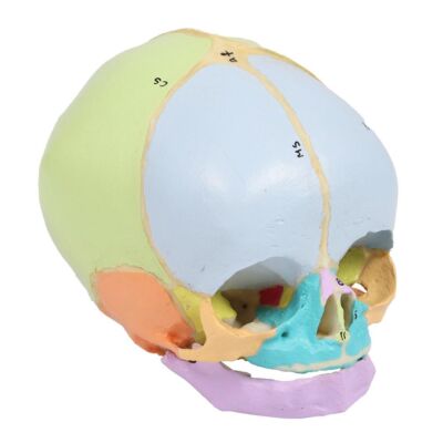 Fetusschädel 40. Woche