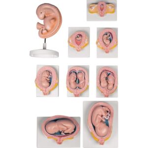 Schwangerschaftsserie 9 Modelle